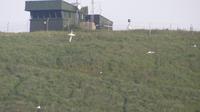Ausfahrt Otago Halbinsel, Albatrosse