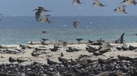 Ausflug Great Barrier Reef