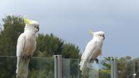 Ausflug Great Ocean Road, Kakadus in Lorne