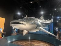 Australien - Sydney - Museum - Ausstellung Shark
