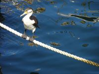 Australien - Sydney 