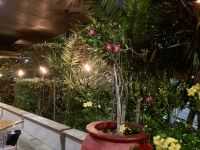 Bay Leaf, Cairns