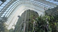 Cloud Forest