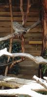 Frogmouth