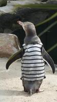 Gelbaugenpinguin in der Reha