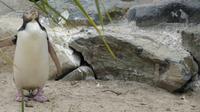 Gelbaugenpinguin