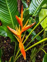 Helekonie im Botanischen Garten von Singapur