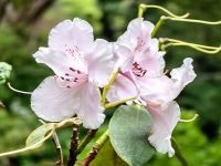 Im Botanischen Garten von Wellington blüht Rhododendron
