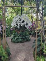 Im Orchideengarten