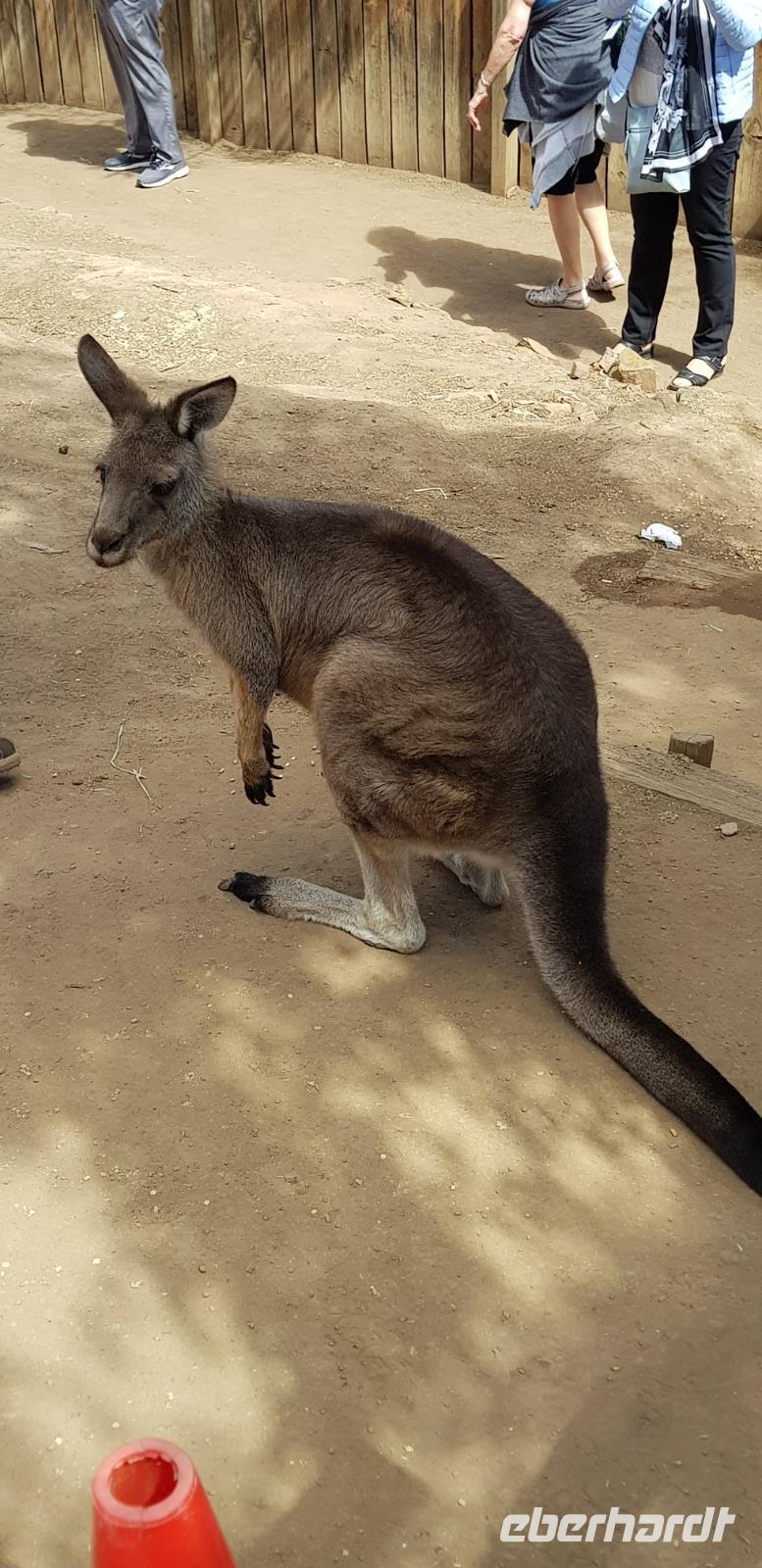 Känguru 