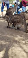 Känguru mit Baby 