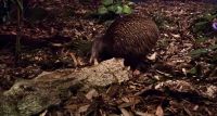 Kiwi, Aquarium, Napier