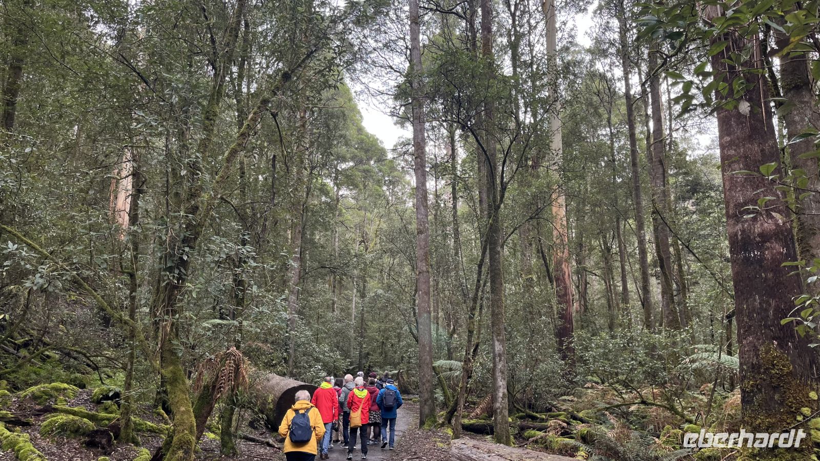 Mount Field National Park