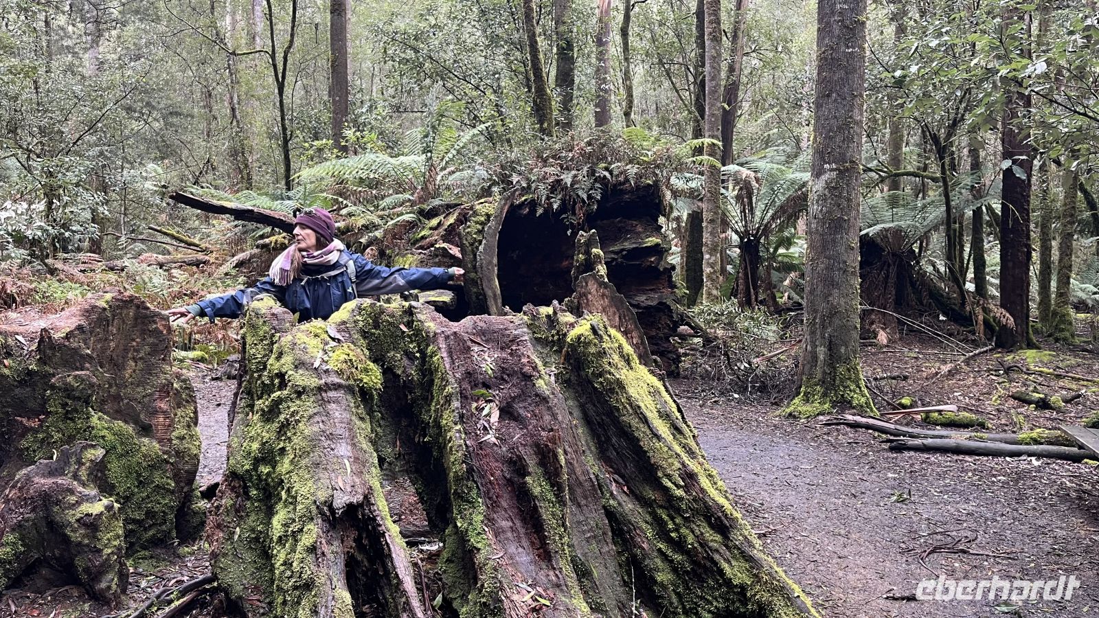 Mount Field National Park