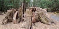 Mount Field Nationalpark