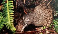 Nachtaktiver Kiwi