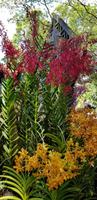 Orchideengarten (3)