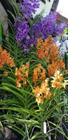 Orchideengarten (4)