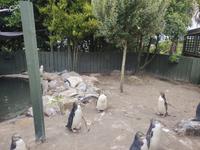 Pinguin Kolonie