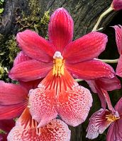 Prächtige Orchidee im Botanischen Garten in Singapur