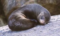 Seehund im Milford Sound