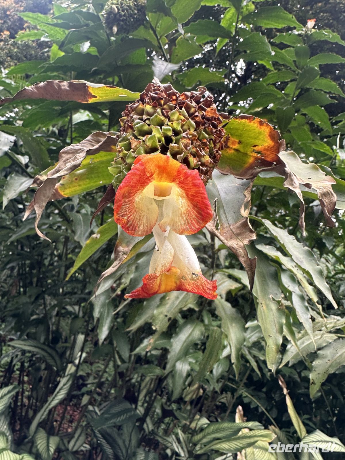 Singapur