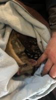Spotted Tail Quoll