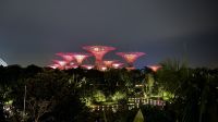 Supertrees bei den Gardens by the Bay