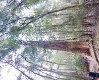 Tall Trees Walk 