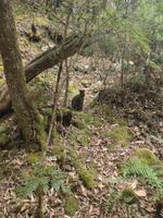 Wallaby im Dickicht 