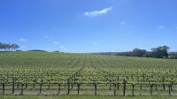 Weinanbaugebiet McLaren Vale