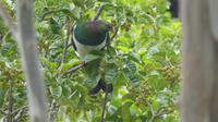 Wellington, Botanischer Garten, Maori-Fruchttaube