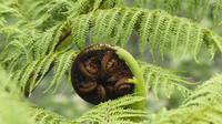 Wellington, Botanischer Garten