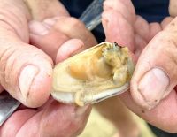 Wir kosten Muscheln