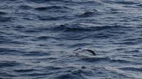 ein Albatros an der Südspitze Neuseelands