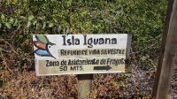 Insel Iguana