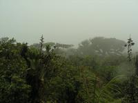 Darum heißt das Bergnebelwald