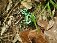 Der Goldbaumsteiger ein Pfeilgiftfrosch in Almirante