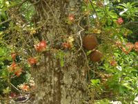 der Kanonenkugelbaum in Panama City
