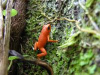 Ein roter Pfeilgiftfrosch