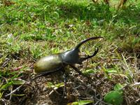 Herkuleskäfer in Boquete