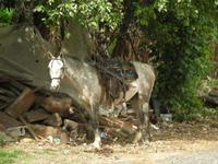 In La Boquete ist die Zeit stehen geblieben