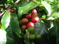 Kaffee in La Boquete