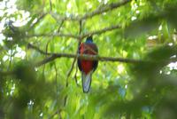 Quezal in La Boquete