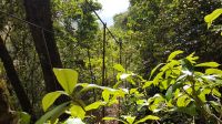 Tree Trek Hängebrückenwanderung