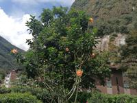  Aguas Calientes