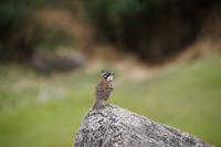 „Spatz“