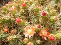 090_Kaktusblüten