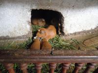 Meerschweinchen zum Grillen