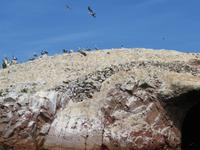 Islas-Ballestas_Paracas_Peru_mit-Guano
